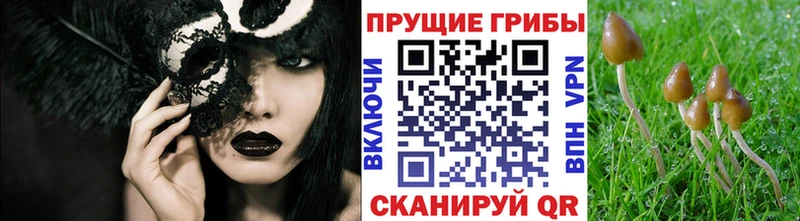 Купить  Балахна  Псилоцибиновые грибы ЛСД 